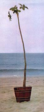 The palm tree that had been made
famous on the Tonight's The Night
 tour reappears on the beach.